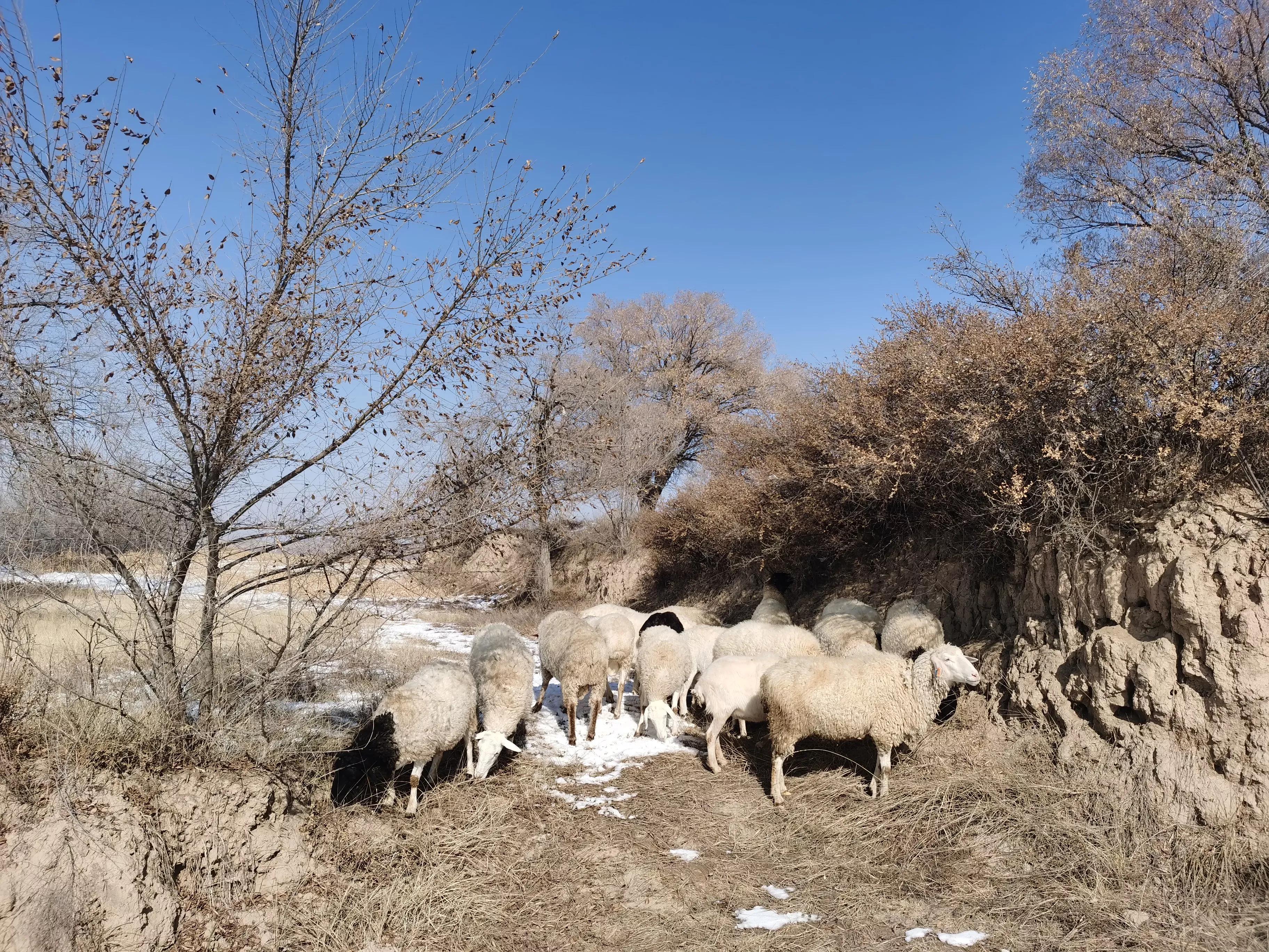 小型规模化养殖小尾寒羊技术,养200只小尾寒羊一年利润能有多少