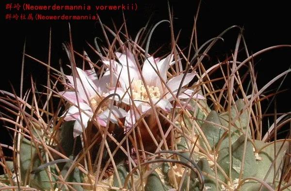 常见乳突属的仙人球,鹿角柱属仙人球主要特征