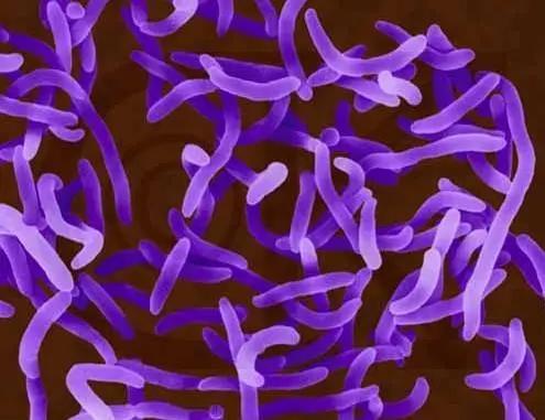 精油的毒性,微生物制剂在对虾应用