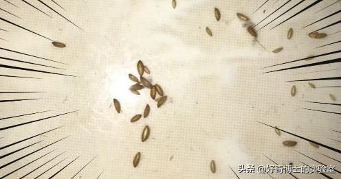 密密麻麻又小又黄的颗粒是虫卵吗,家里褐色小颗粒是什么虫卵
