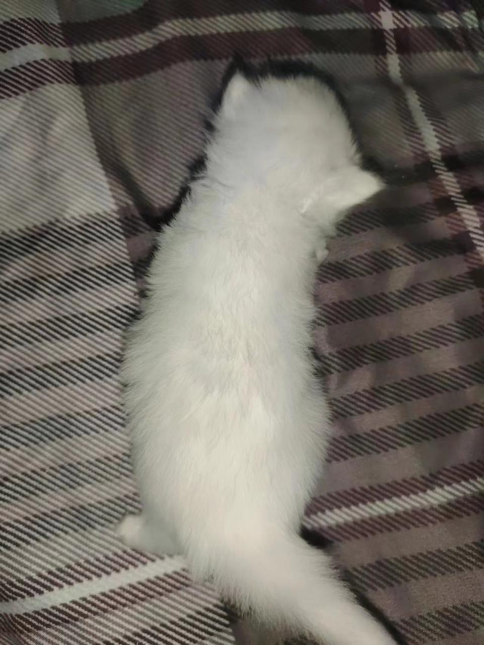 基因技术重大突破,基因科技的重大突破