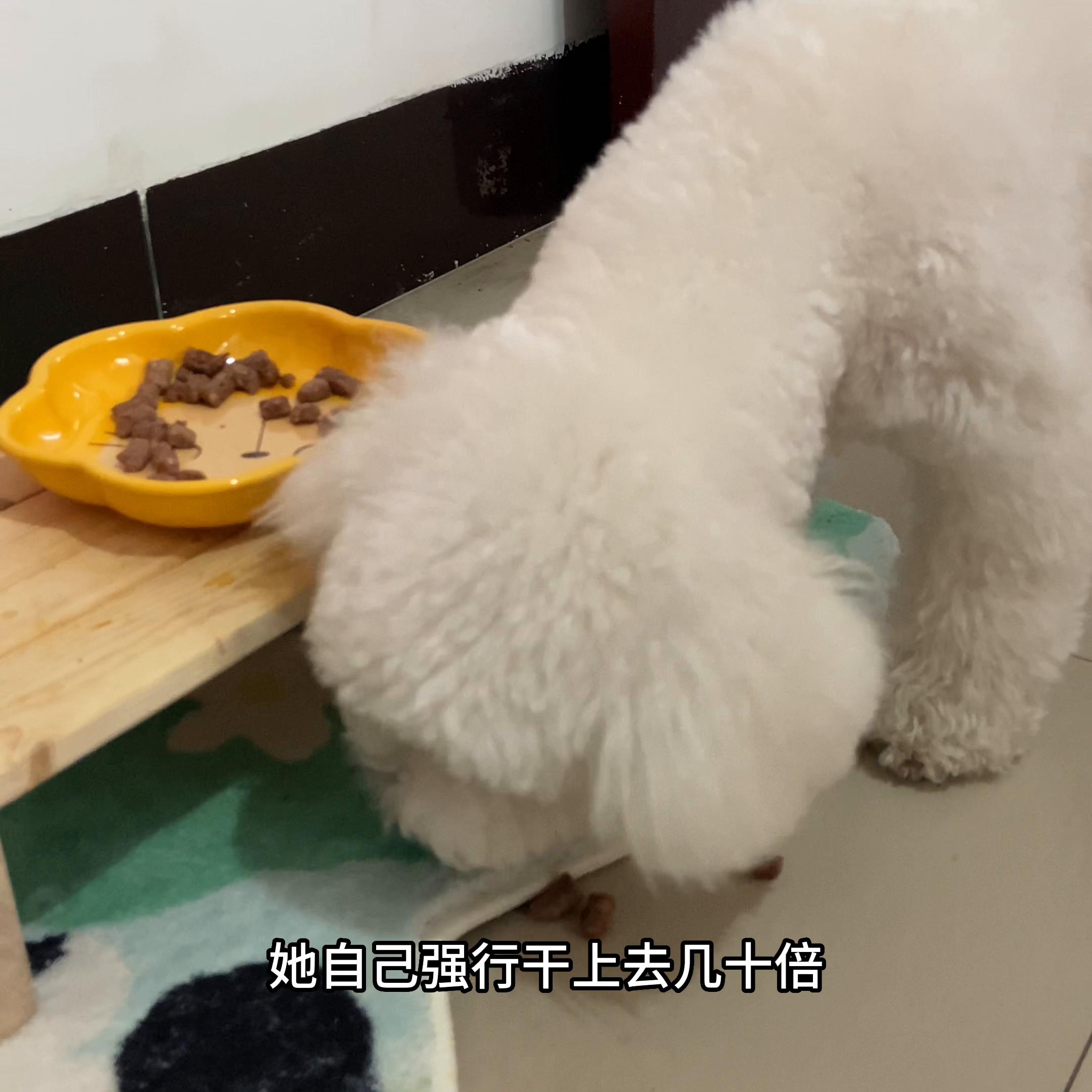 不上学不上班不结婚只养狗能有多爽#铲屎官的乐趣