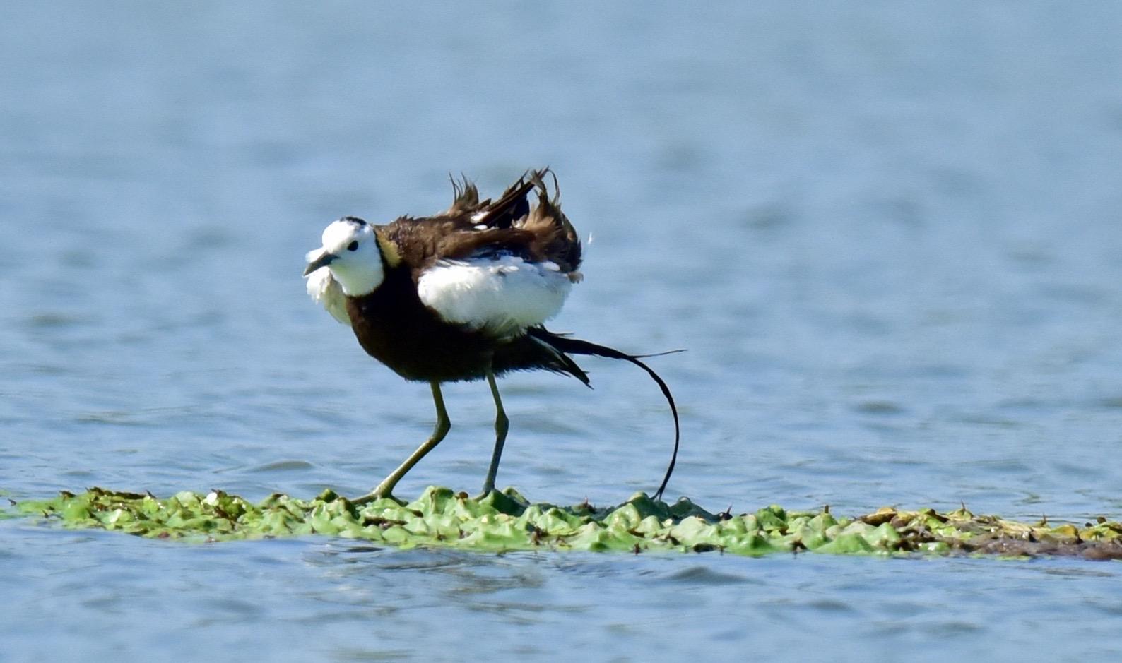 云南惊现罕见的“神仙鸟”，相传百年才出现一次，这有什么征兆？