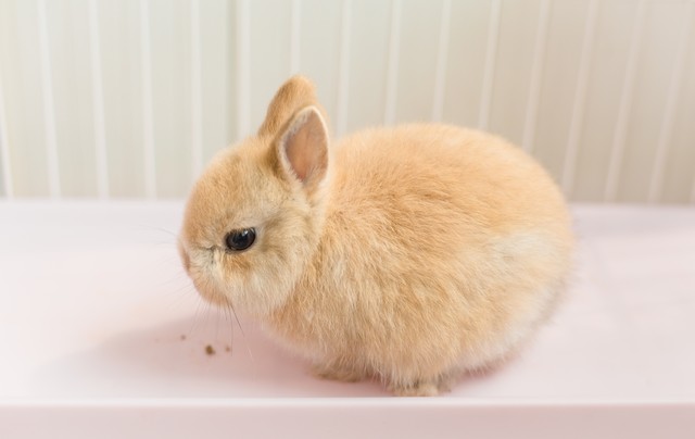 兔子怎么养殖它才繁衍得快,兔子繁育多少只一窝