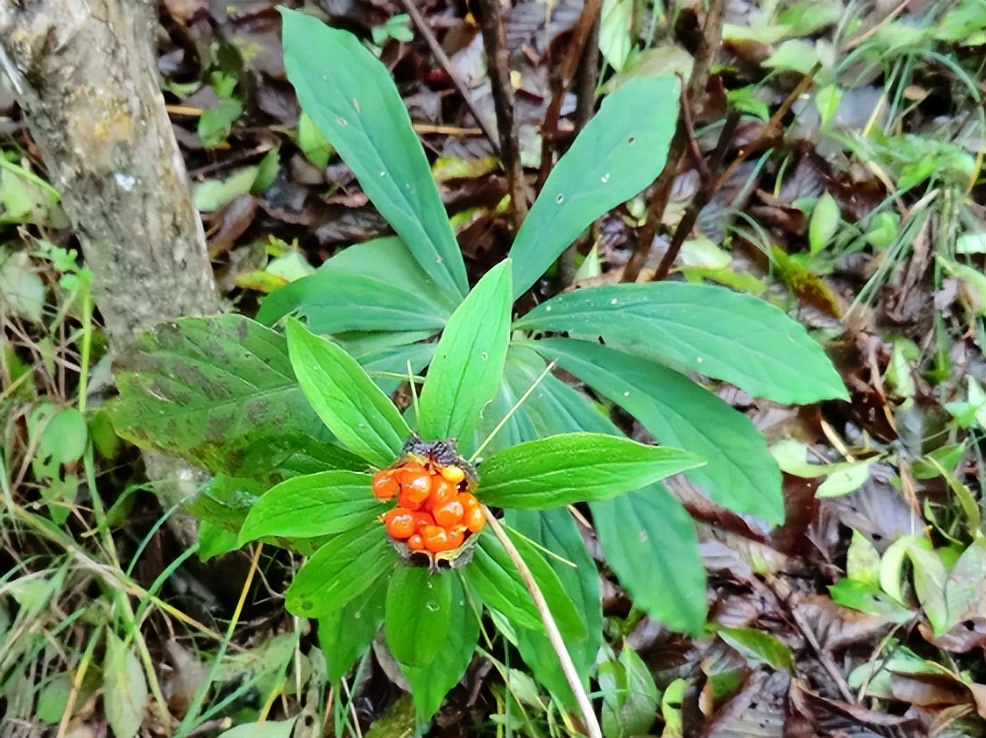 治蛇伤最好的植物,可以治蛇伤的植物是什么