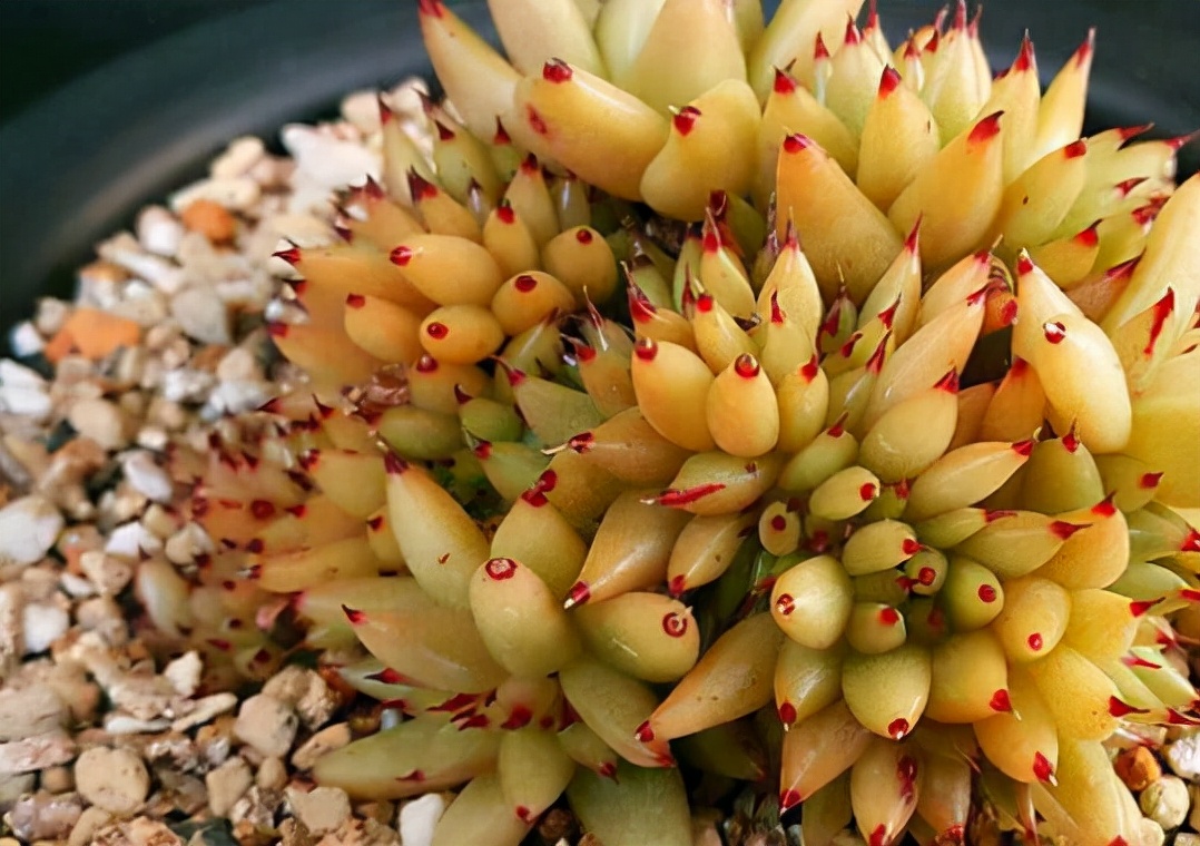 三年前很贵的普货多肉,曾经昂贵的多肉品种有哪些