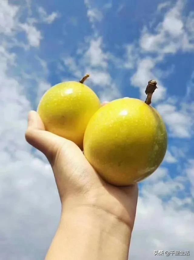 黄金百香果，“钦蜜9号”，百香果中的“爱马仕”，至爱非你莫属