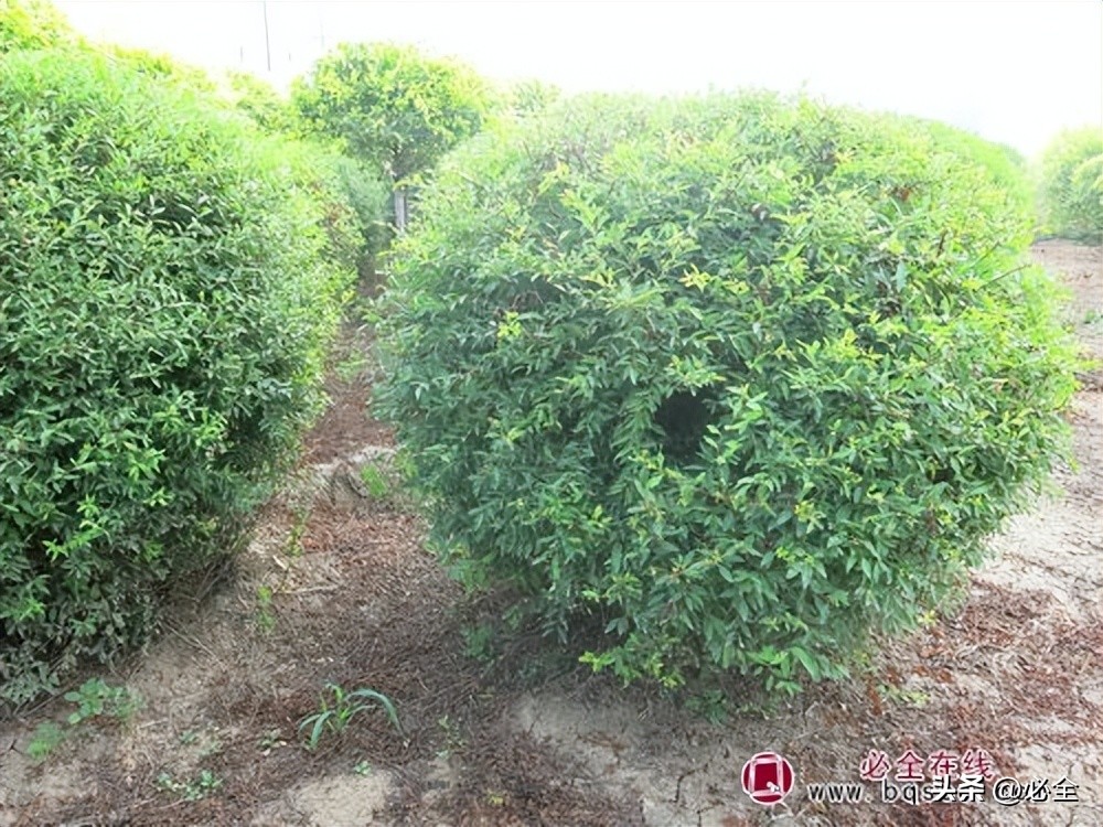 园林绿化主要施工措施,园林绿化施工原则及工艺流程