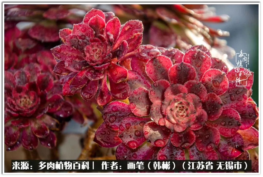 盆景多肉常遇到的问题,多肉盆景无穷小