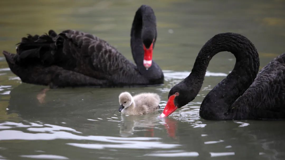 被黑天鹅打了,被黑天鹅打了一顿