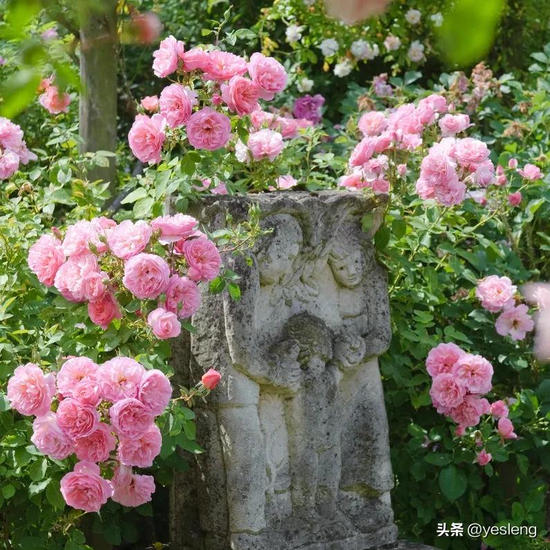 奥斯汀月季经典品种海德庄园,耐晒耐热的奥斯汀月季