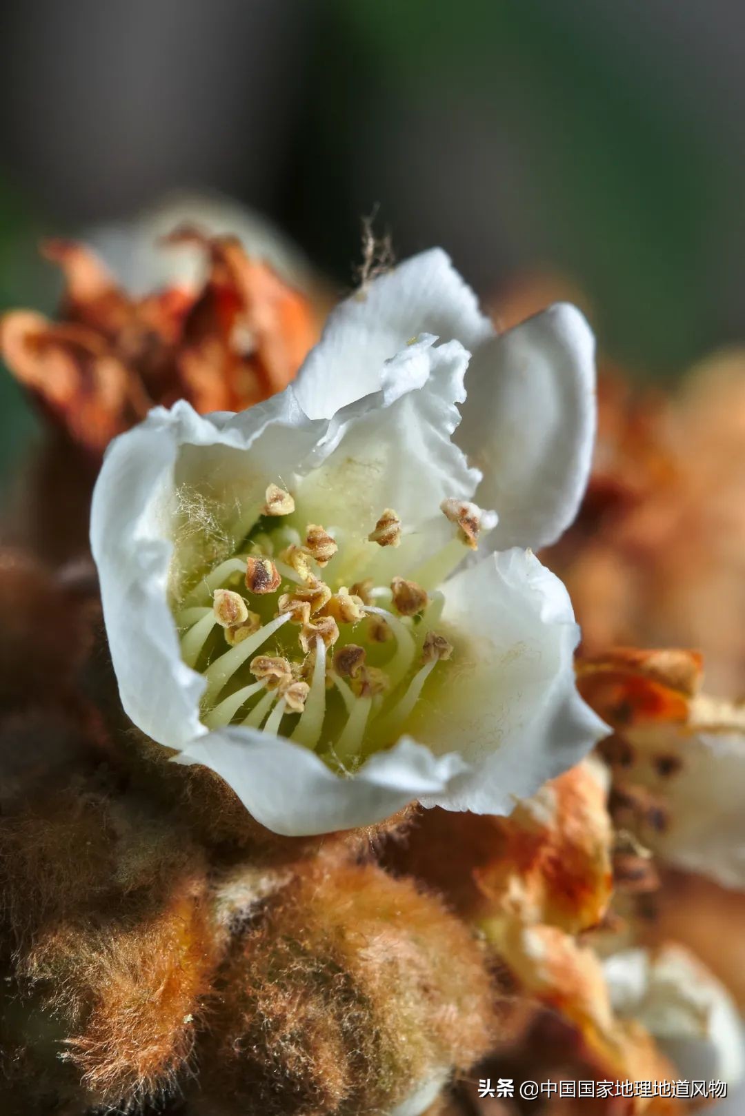 北方人认识枇杷吗,南方人有多爱嗦粉