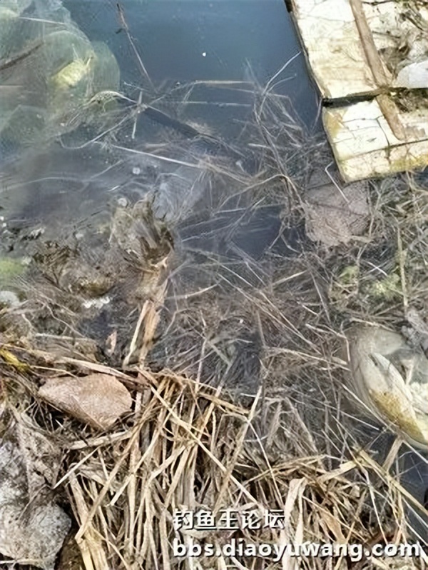 用饵料钓小河边的鱼,用钓鱼王饵料能钓到什么鱼