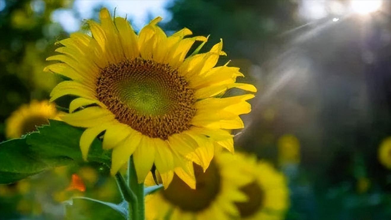 面对瞧不起你的人最好还击,面对瞧不起你的人怎么说