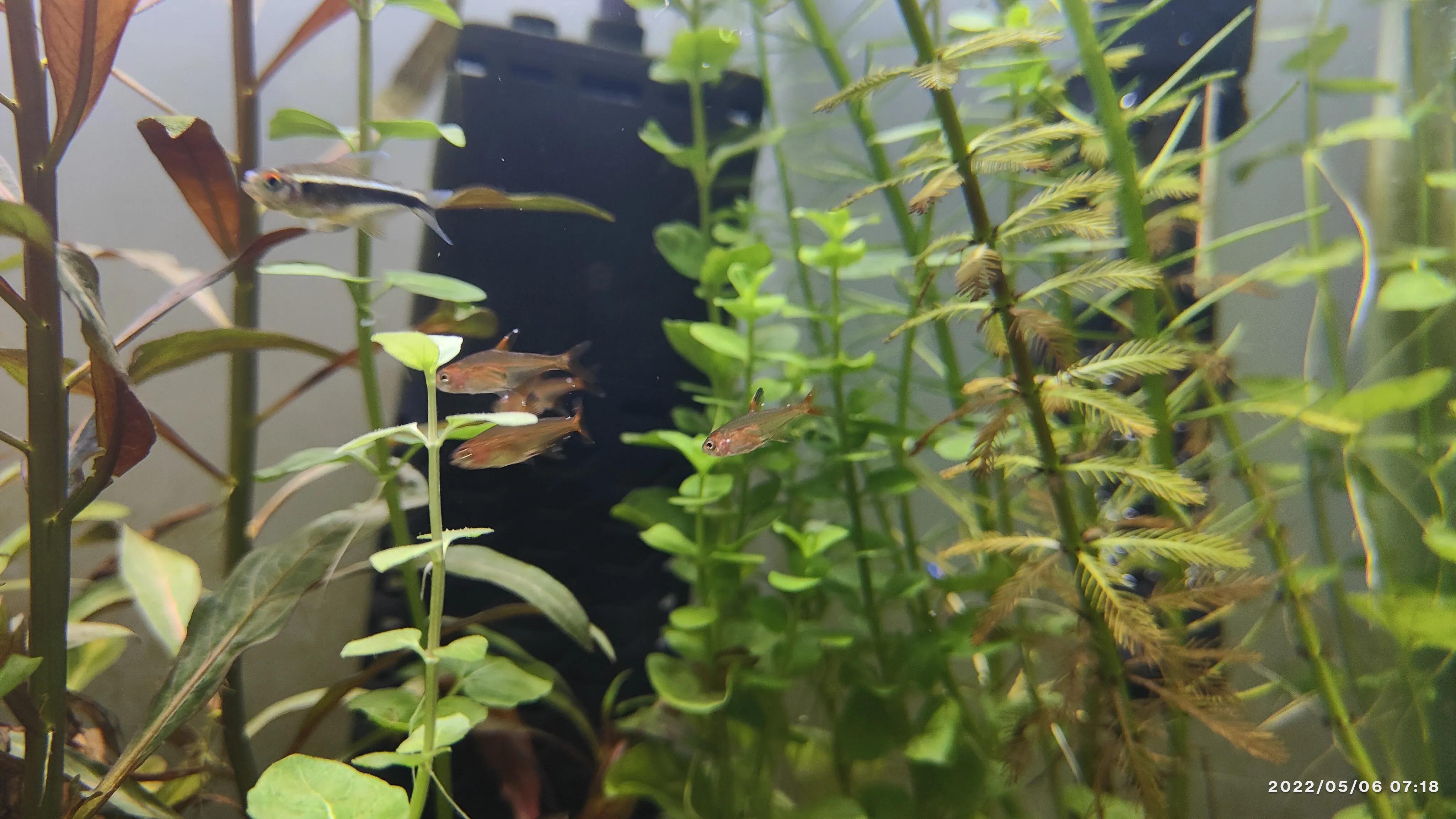 热带小鱼有白点病怎么办,小鱼得了白点病怎么办