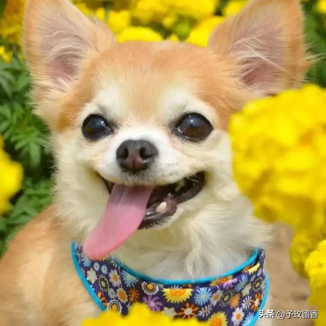 宠物狗应该怎么养详细介绍科普,宠物狗喂养及训练方法有哪些