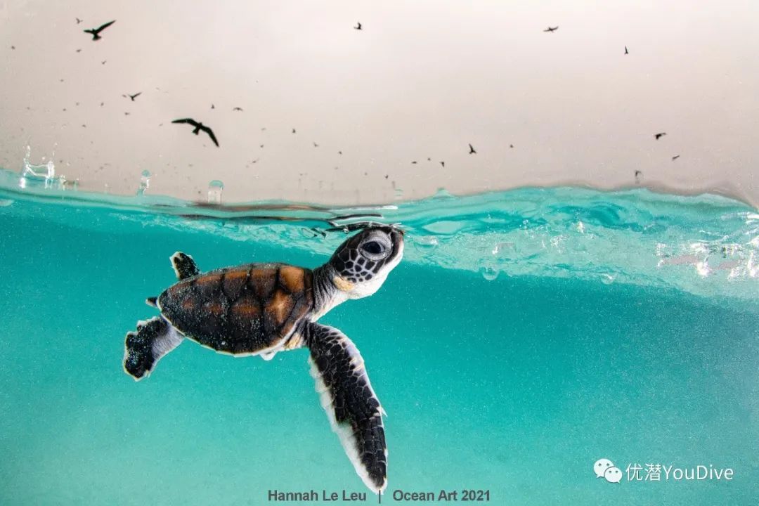 大海水下摄影作品欣赏,oceanart