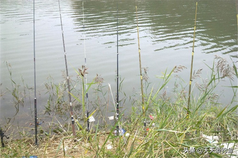 野钓串钩钓大鲤鱼绝招,野钓20几个钩叫什么钓法