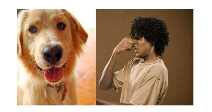 狗界扛把子臭名远扬的4种狗,狗界中最通人性的5种狗