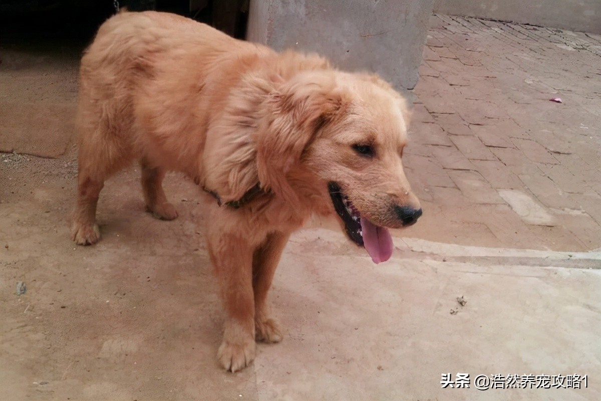 狗狗发抖怎么办因为缺钙怎么治,狗狗缺钙抽搐和癫痫有什么区别