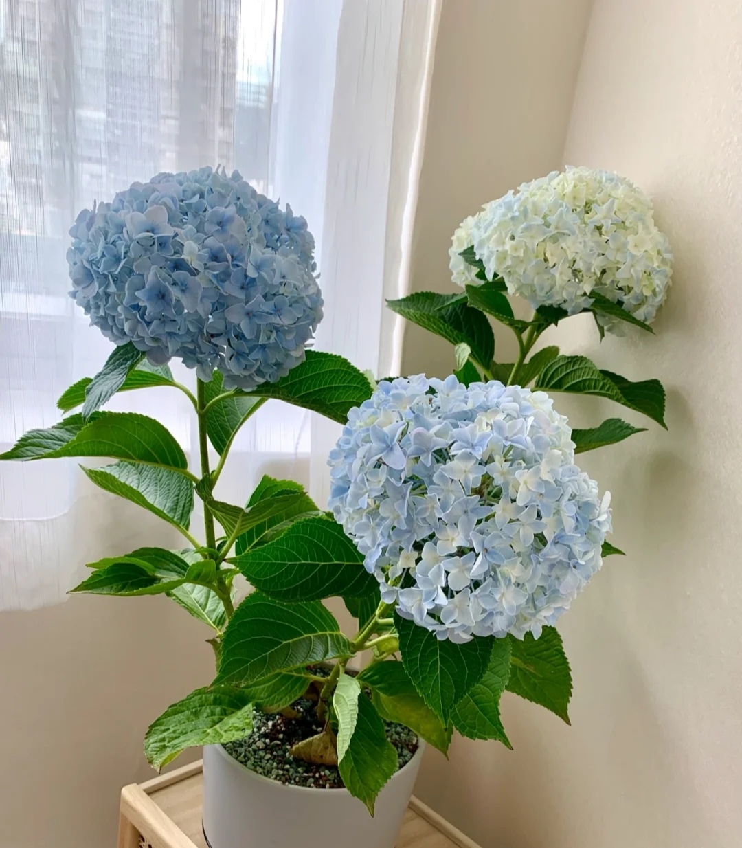 家庭客厅养什么花好看又旺财,客厅最吉祥的三种花