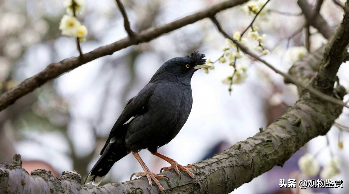 饲养八哥鸟要注意防寒保暖,饲养巴哥犬要注意什么