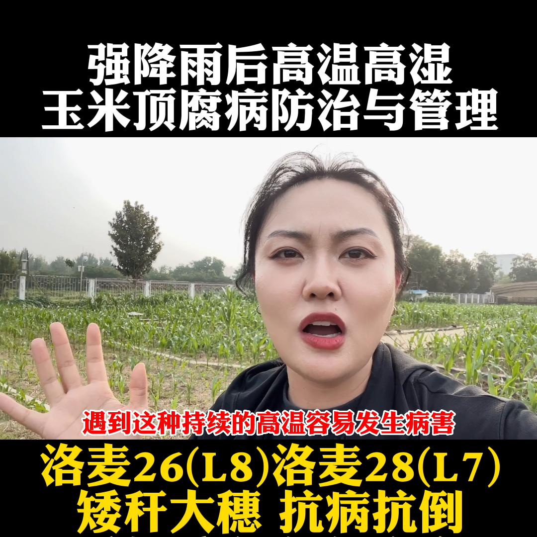 强降雨后玉米如何管理,洛玉612玉米种审定公告