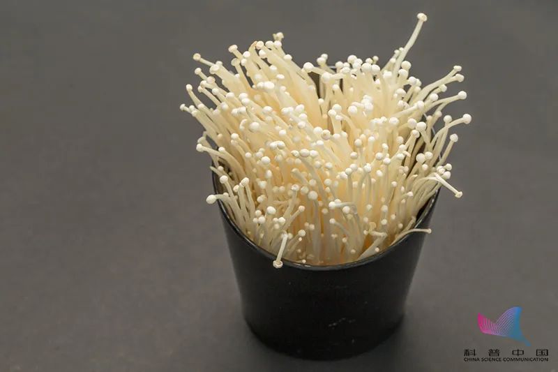 为什么吃金针菇要说今天吃明天见,金针菇什么时候吃合适