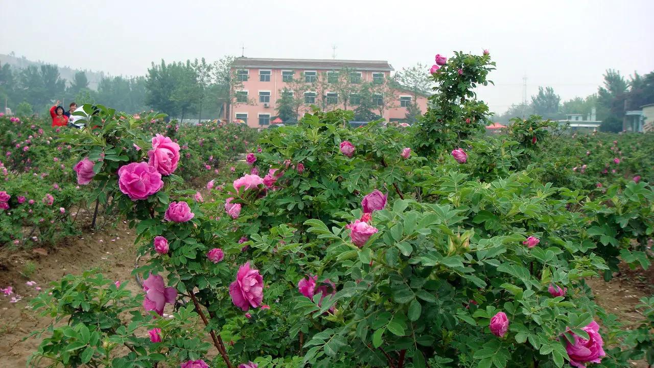 山东平阴玫瑰之乡,平阴玫瑰之乡