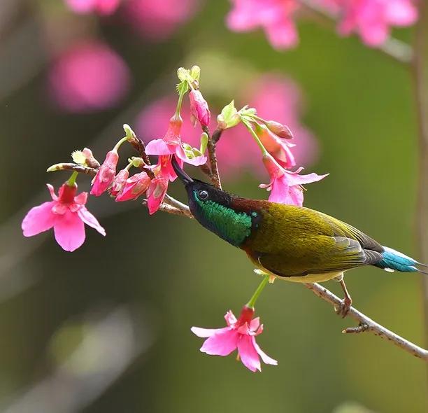 太阳鸟花,太阳鸟瞰最新作品