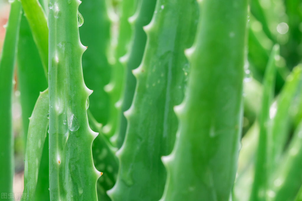 皮肤干燥粗糙暗沉用什么药膏,皮肤干燥暗沉有色斑怎么办