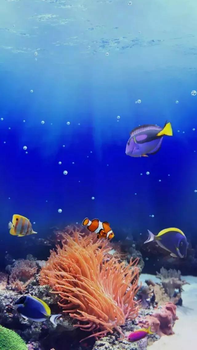 海底世界高清大图壁纸,手机动态海底世界鱼壁纸