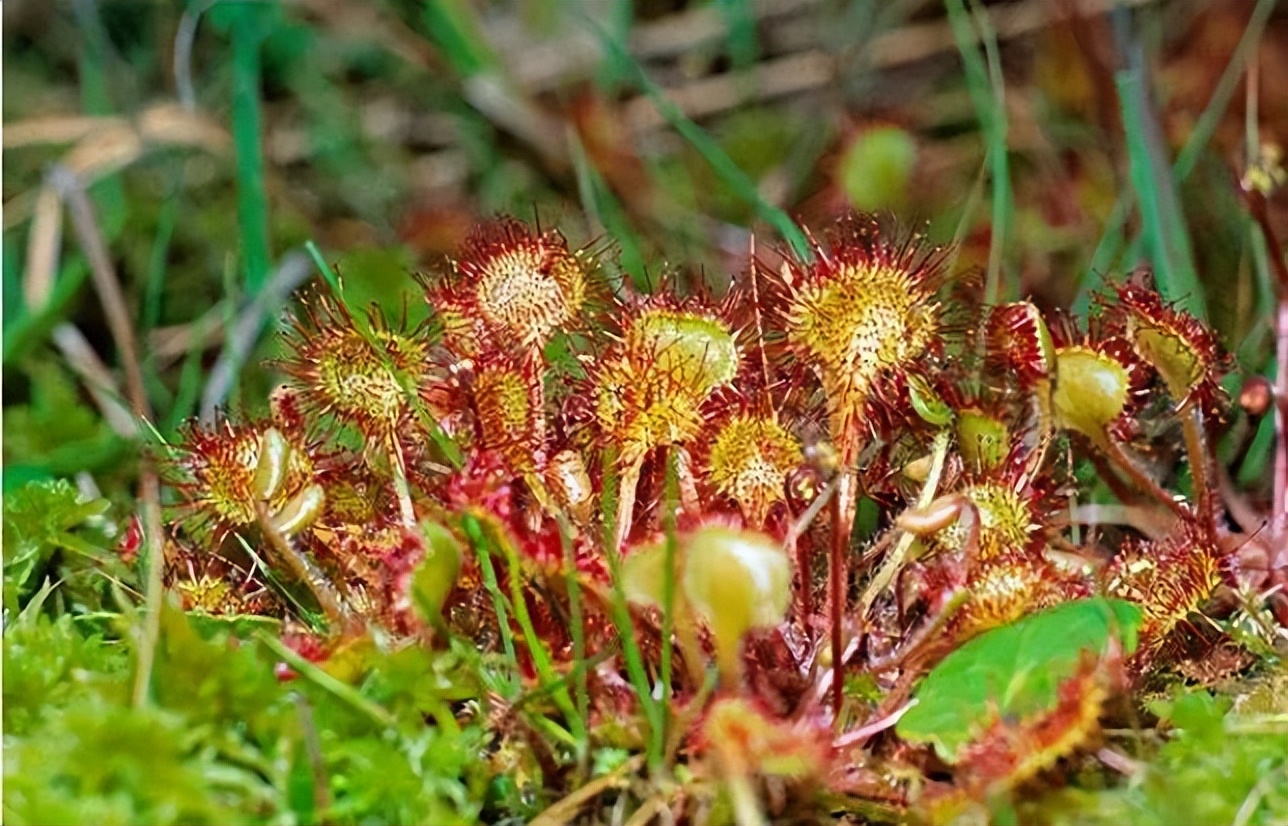 藏医藏药藏文化,千年藏医藏药