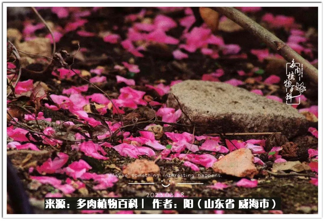 浜洪棿鐑熺伀鑷湁涓囧崈棰滆壊,浜洪棿鐑熺伀鐨嗘槸骞冲嚒棰滆壊