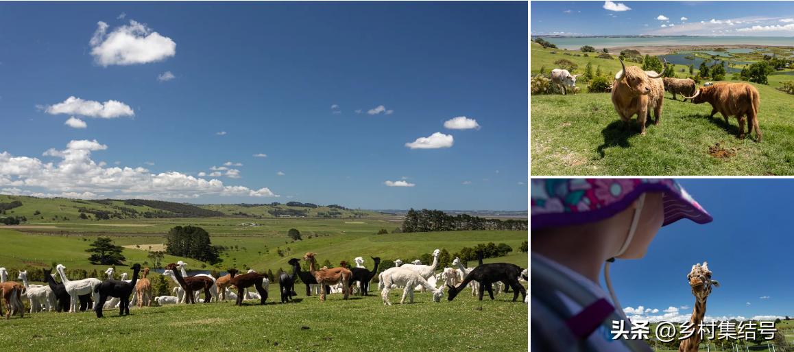 新西兰吉布斯农场——当农业与艺术开始跨界合作，会出现?