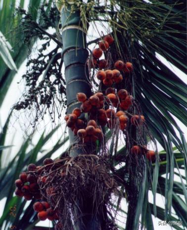 槟榔致癌为什么那么多的人吃,槟榔是明确的致癌物吗