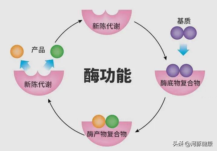 卵巢早衰一天吃几个鸡蛋合适,卵巢早衰最怕3种食物