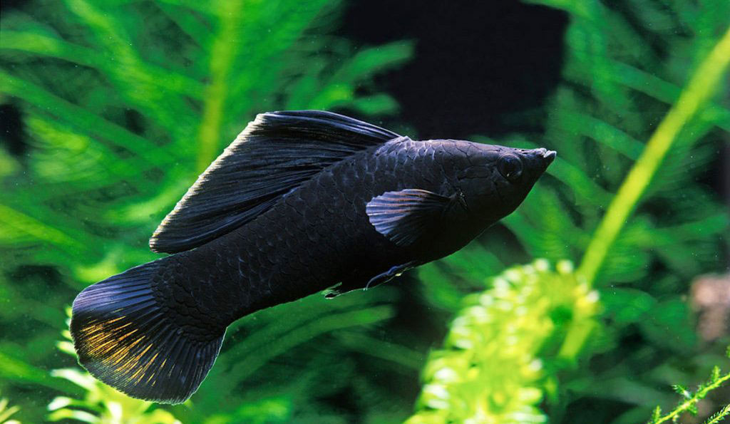 清洁鱼有什么用,冷清洁鱼有哪些