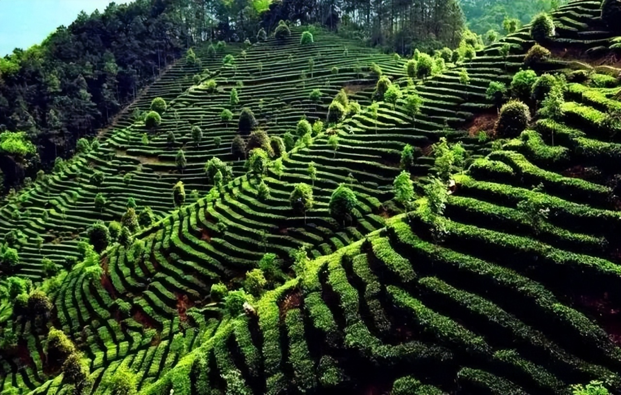 北纬三十度名茶名酒,北纬30度十大名茶