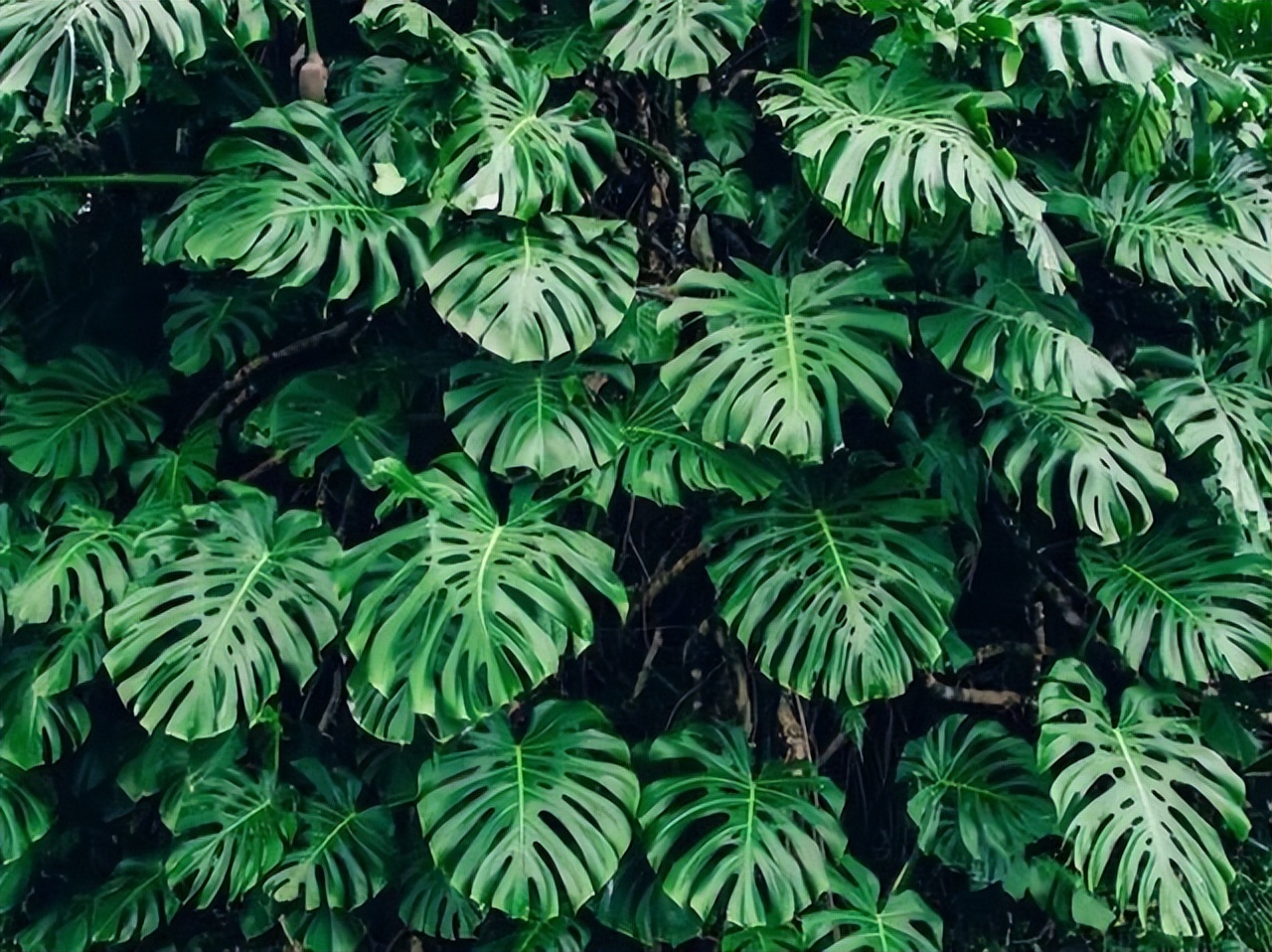 多肉绿植能吸甲醛吗,多肉植物能除甲醛么