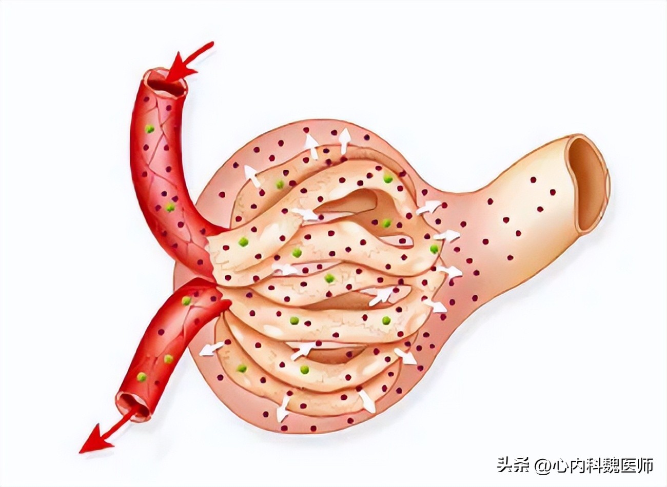 肾脏好不好检测什么就知道,肾好不好检测