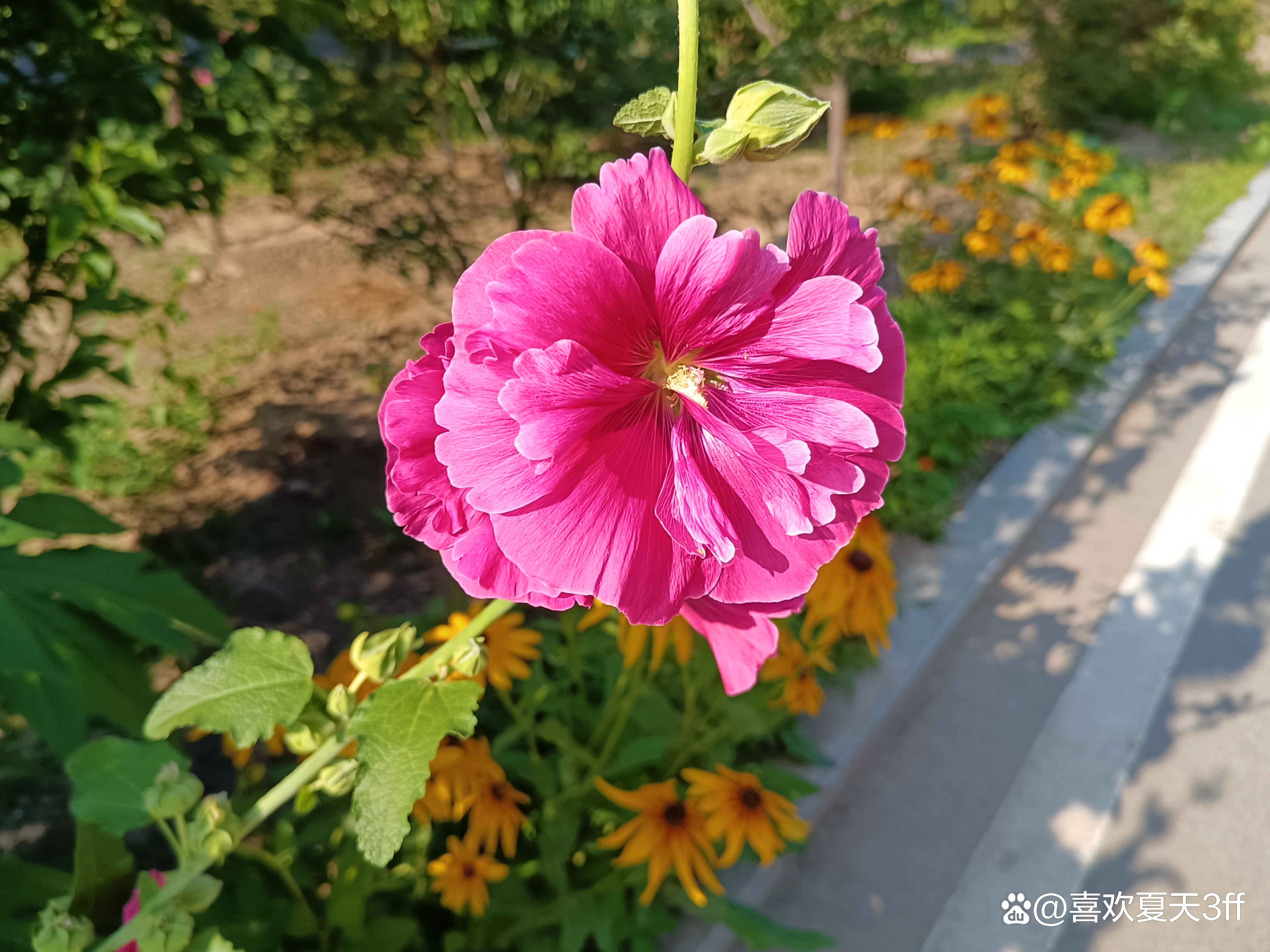 初秋时节鲜花盛开姹紫嫣红,花开初夏花香四溢