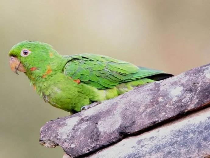 委内瑞拉纸币连号,委内瑞拉纸币演变