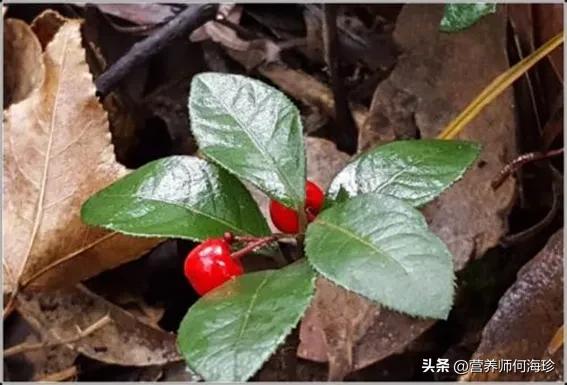 矮脚茶还叫什么名字,矮脚茶属于什么茶