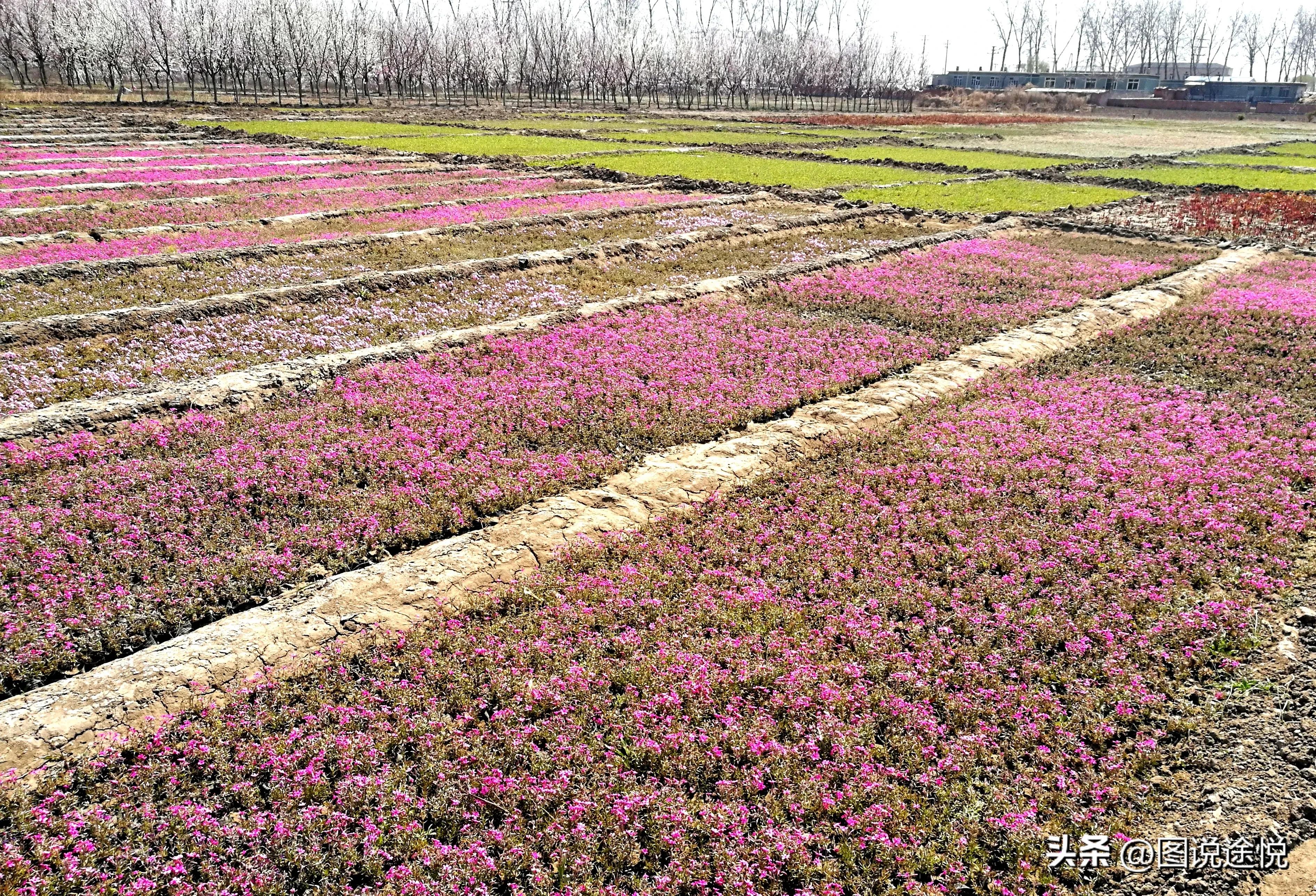 来“中国福禄考之乡”，千亩花田小镇中坐赏鲜花闲看云