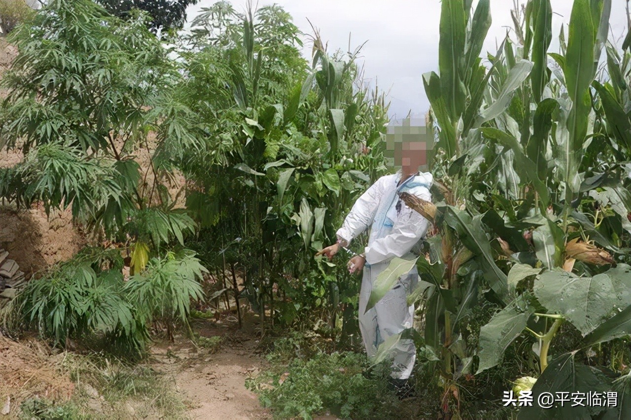 渭南临渭公安局刑侦队大练兵,临渭公安分局刑侦大练兵