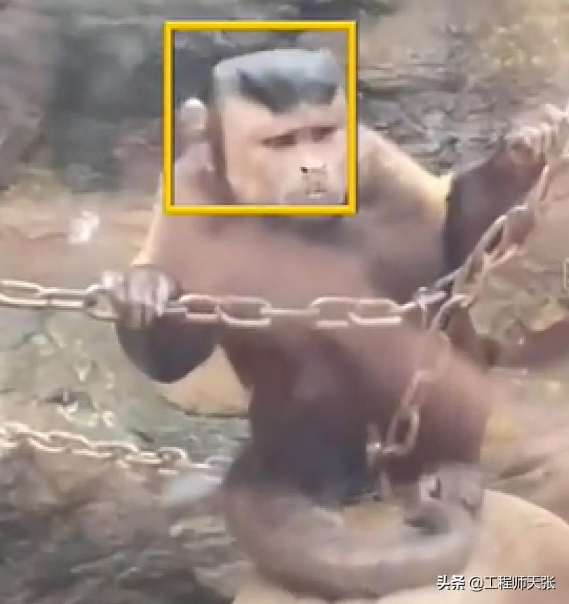 奇特长相的猴子,最像人脸的猴子