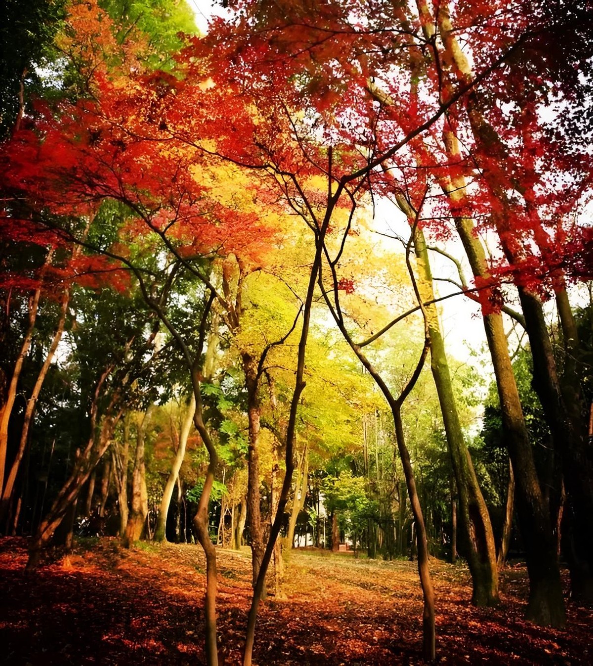 2022四川志愿填报学校数目,四川本科志愿填报多少个学校