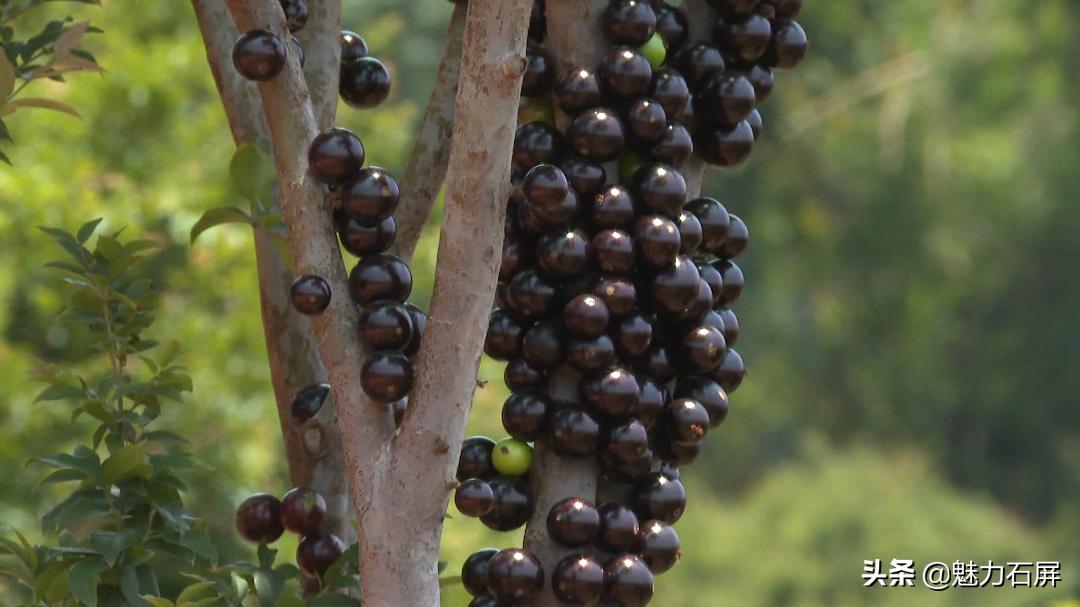 一果四味是什么水果,一果四味