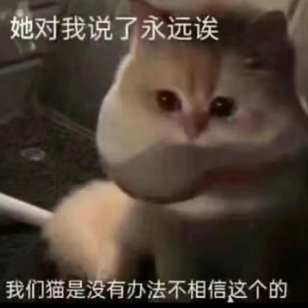 这样的阴间猫狗审美，早该翻车了